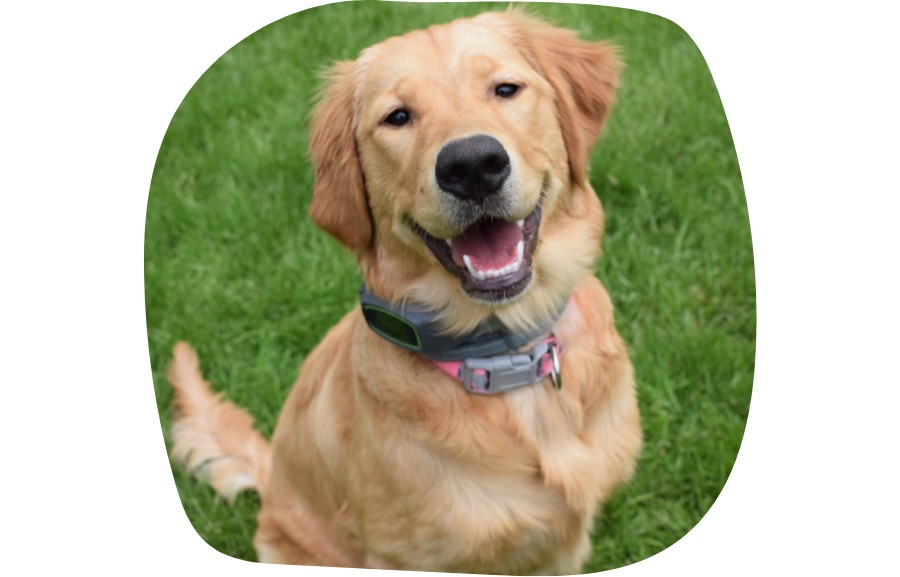 Dog with tracker